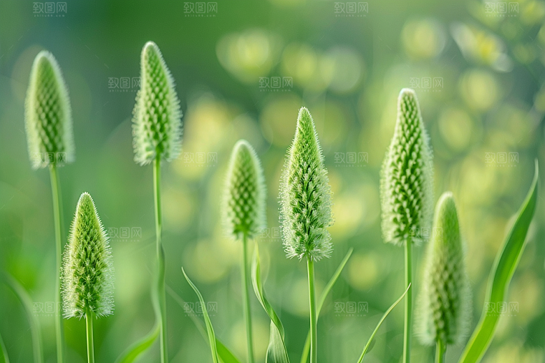 狗尾巴草绿草广阔摄影图