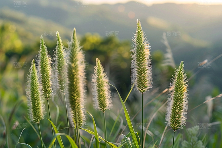 狗尾巴草夏天绿草摄影图