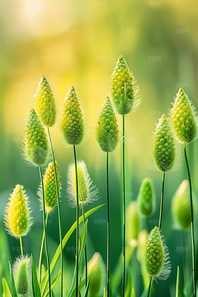 狗尾巴草草场绿草摄影图