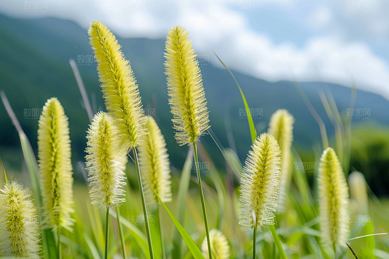 狗尾巴草自然夏天摄影图