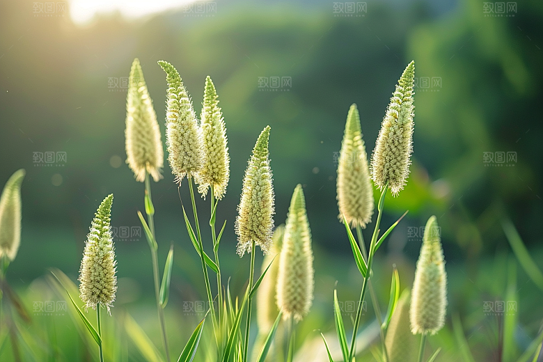 狗尾巴草青草夏季摄影图