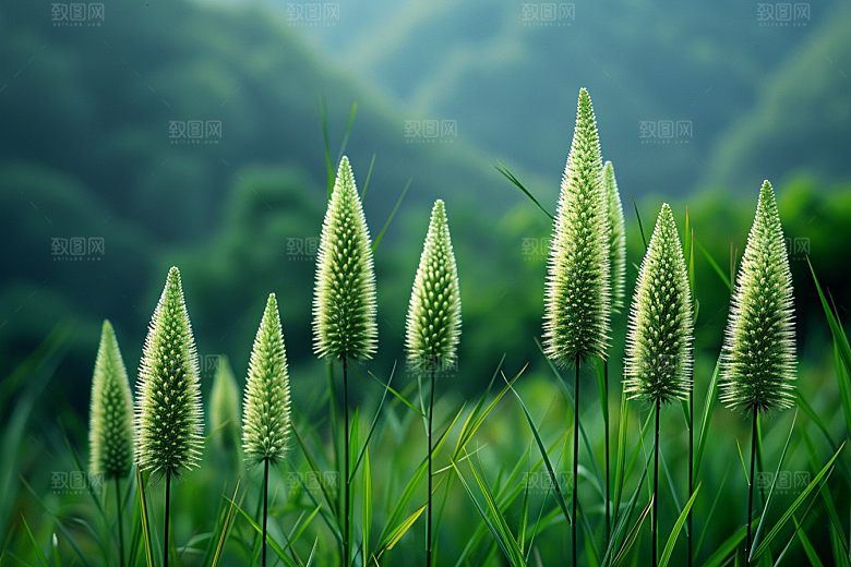 狗尾巴草广阔夏天摄影图