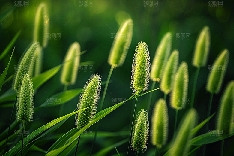 狗尾巴草清新自然摄影图
