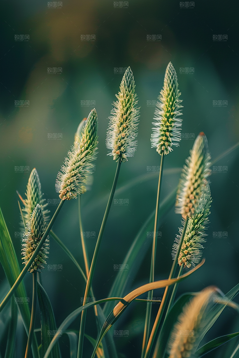 狗尾巴草草场绿草摄影图