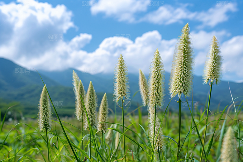 狗尾巴草草原草地摄影图
