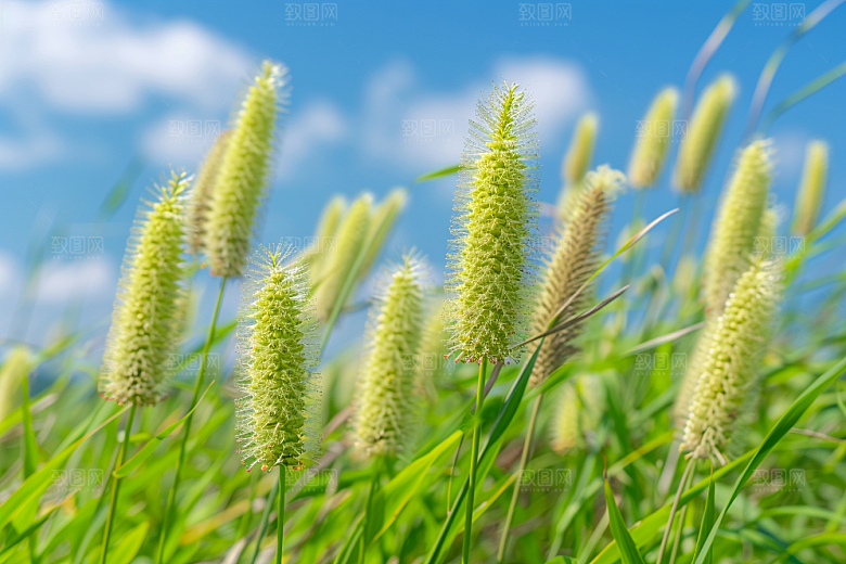 狗尾巴草草原夏天摄影图