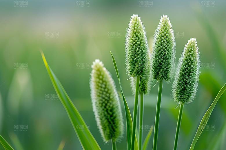 狗尾巴草草场夏天摄影图