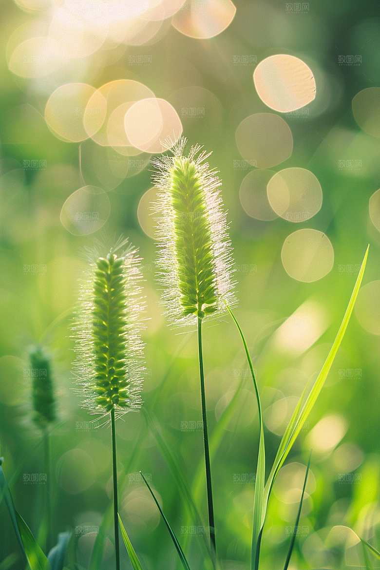 狗尾巴草清新夏季摄影图