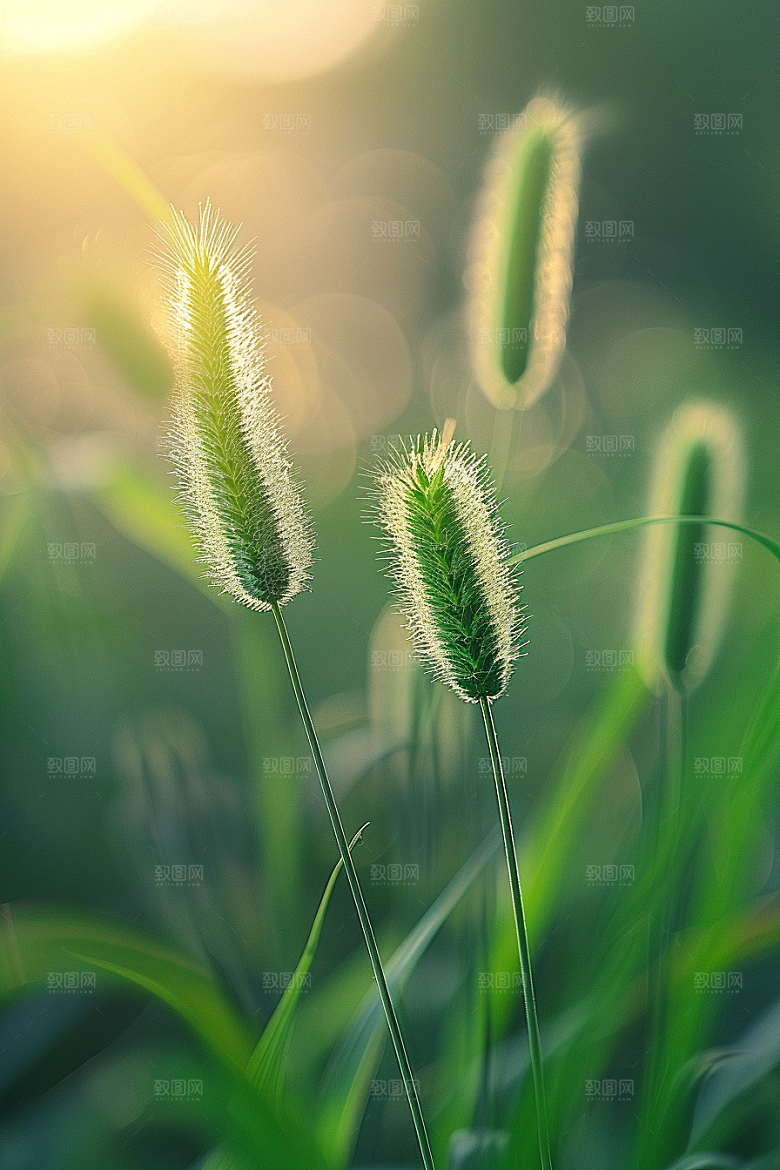 狗尾巴草草地广阔摄影图