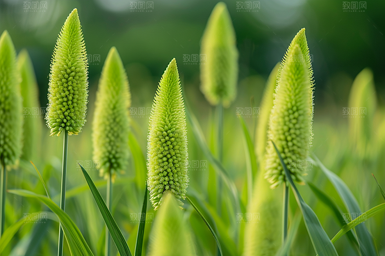 狗尾巴草草原草场摄影图