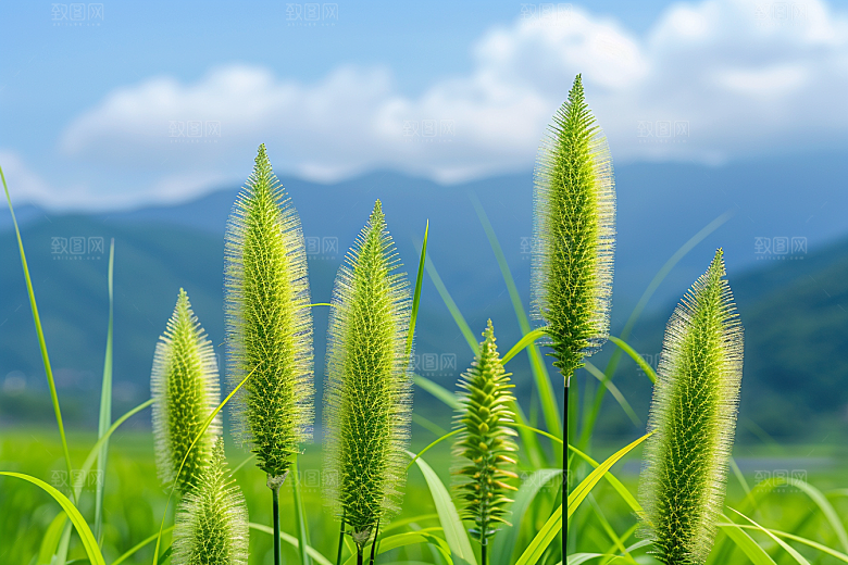 狗尾巴草夏季高清摄影图