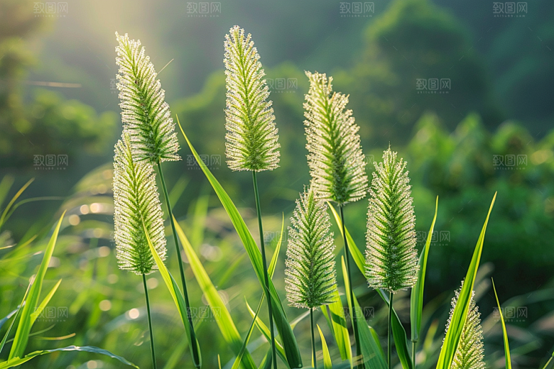 狗尾巴草夏季清新摄影图