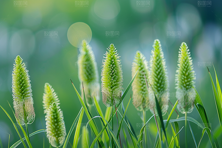 狗尾巴草夏季蓝天白玉摄影图