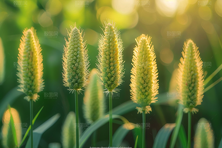 狗尾巴草草地田野摄影图