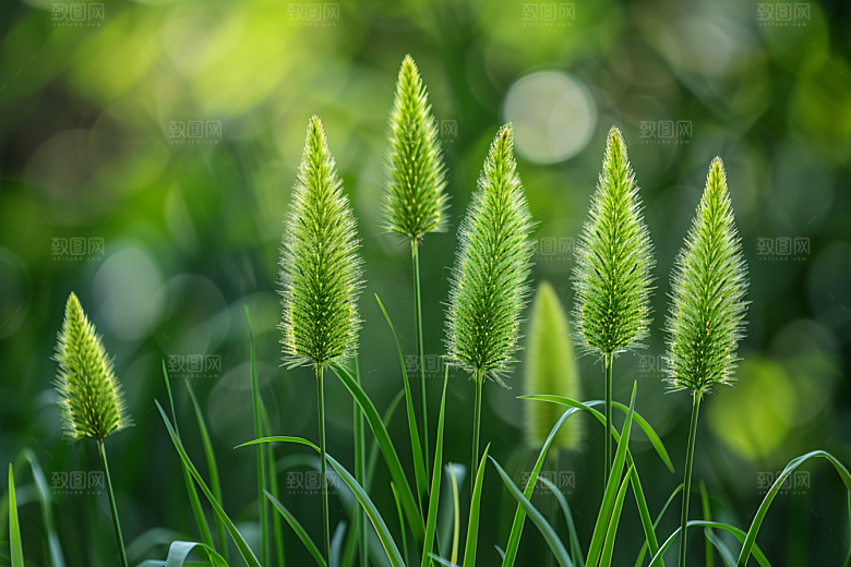 狗尾巴草绿色夏天摄影图