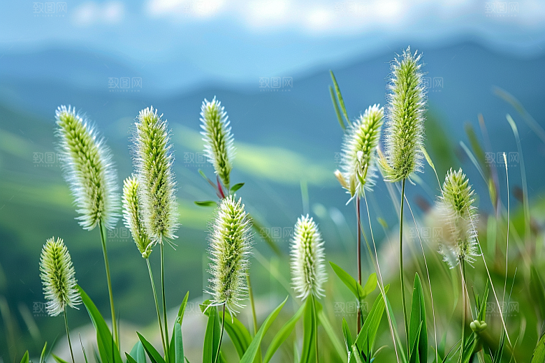 狗尾巴草草场高清摄影图