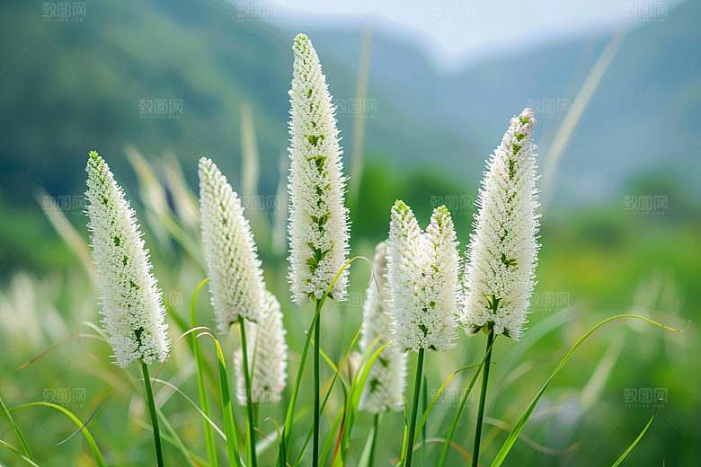 狗尾巴草绿色清新摄影图