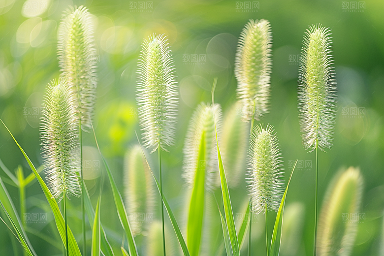 狗尾巴草广阔夏季摄影图