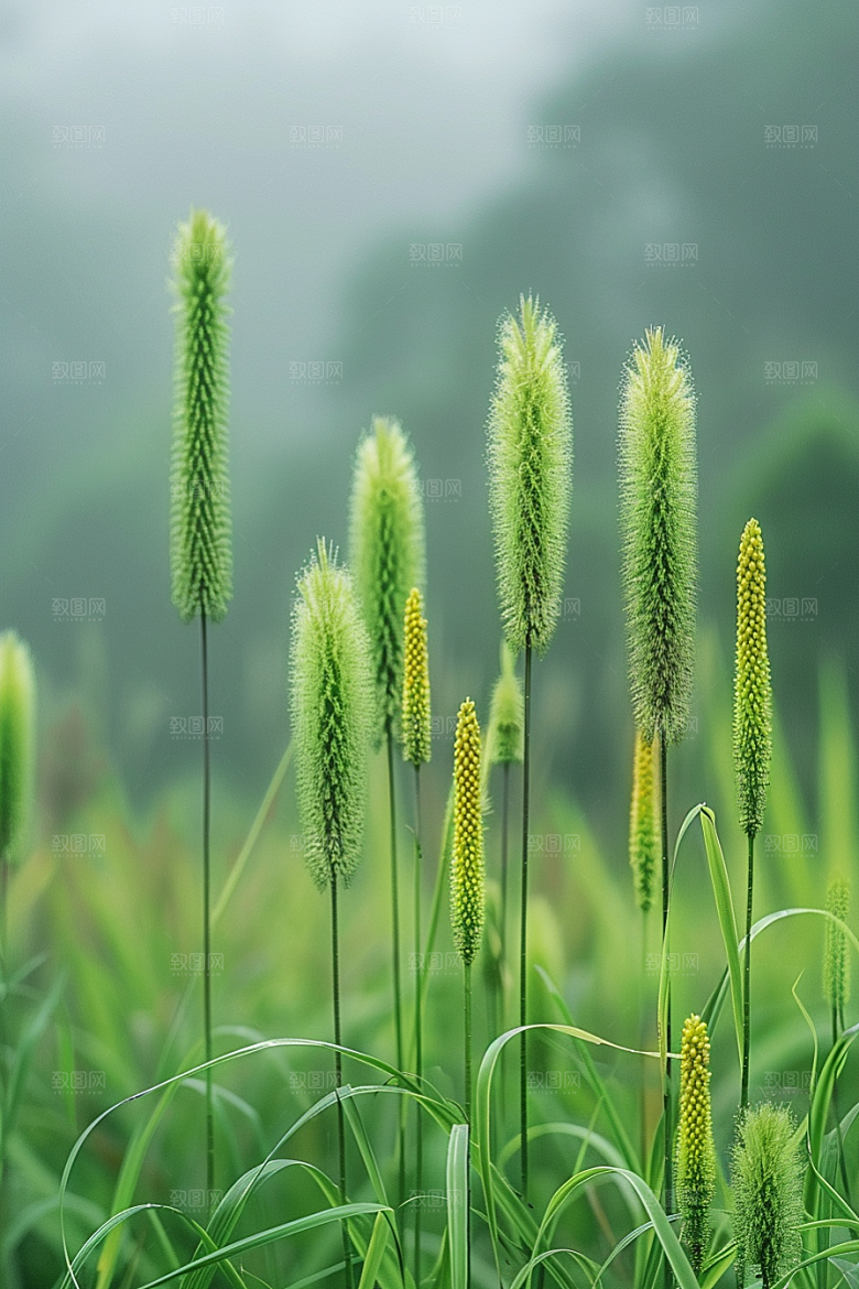 狗尾巴草夏天绿草摄影图