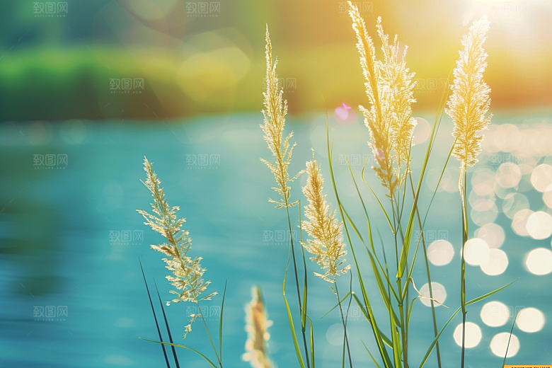 狗尾巴草草地绿草摄影图