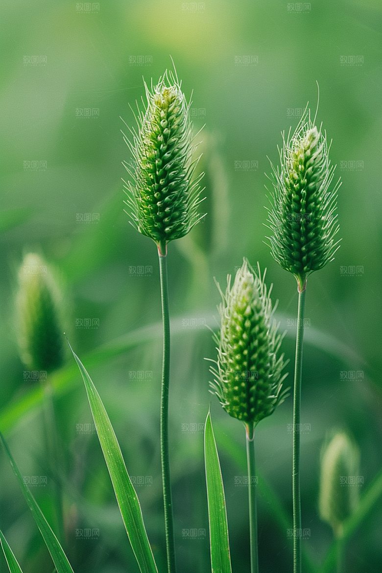 狗尾巴草夏天高清摄影图
