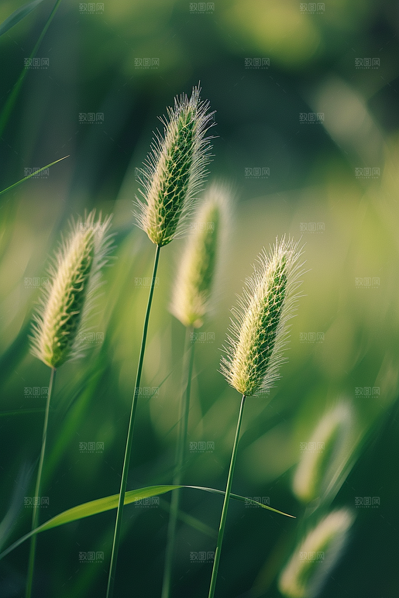 狗尾巴草田野草场摄影图