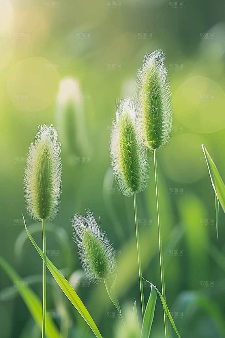 狗尾巴草草原夏天摄影图