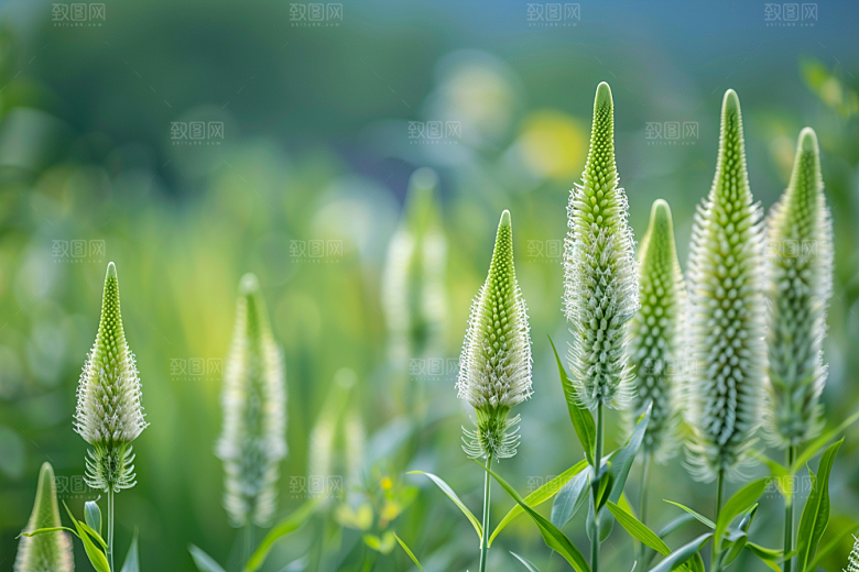狗尾巴草广阔草场摄影图
