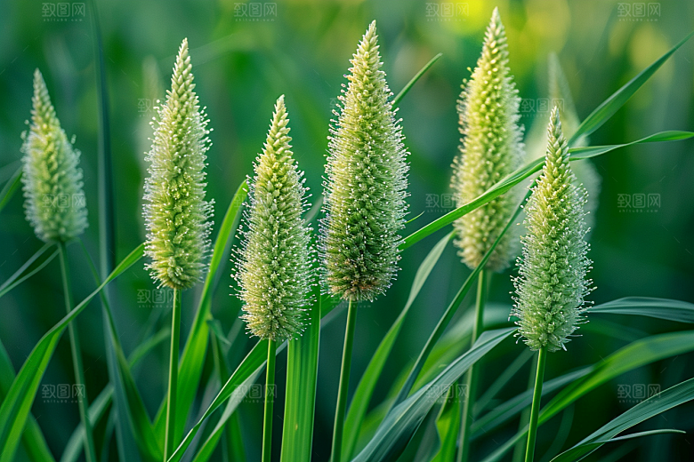 狗尾巴草夏季草原摄影图
