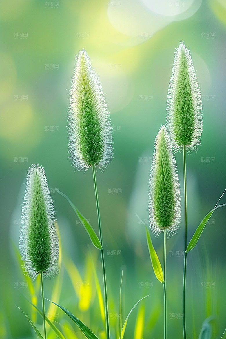 狗尾巴草草地田野摄影图
