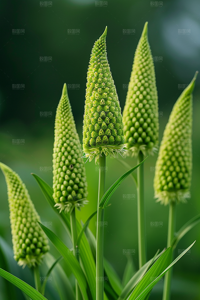 狗尾巴草青草草场摄影图