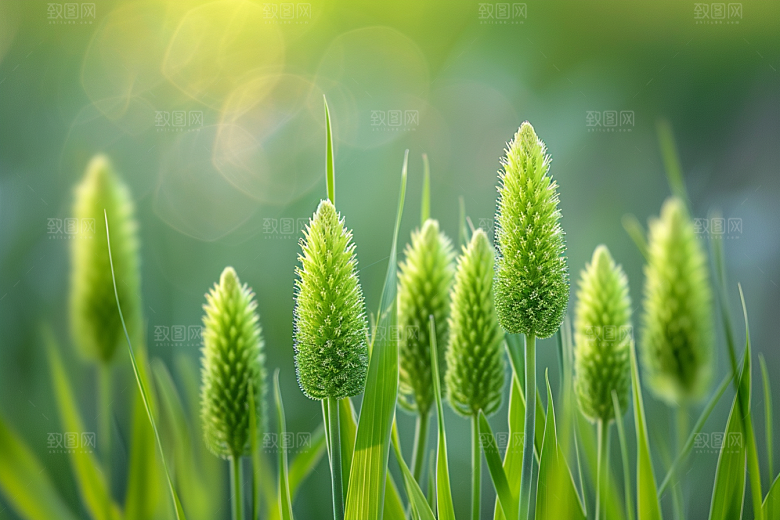 狗尾巴草绿色夏天摄影图