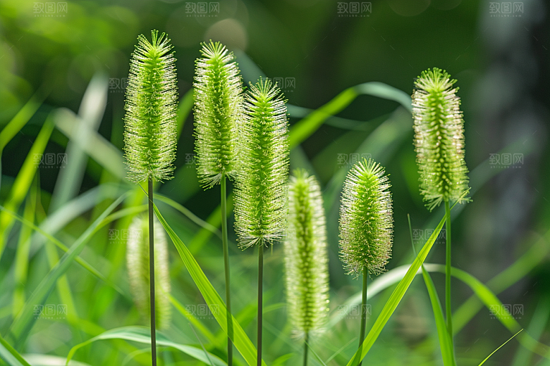 狗尾巴草田野青草摄影图