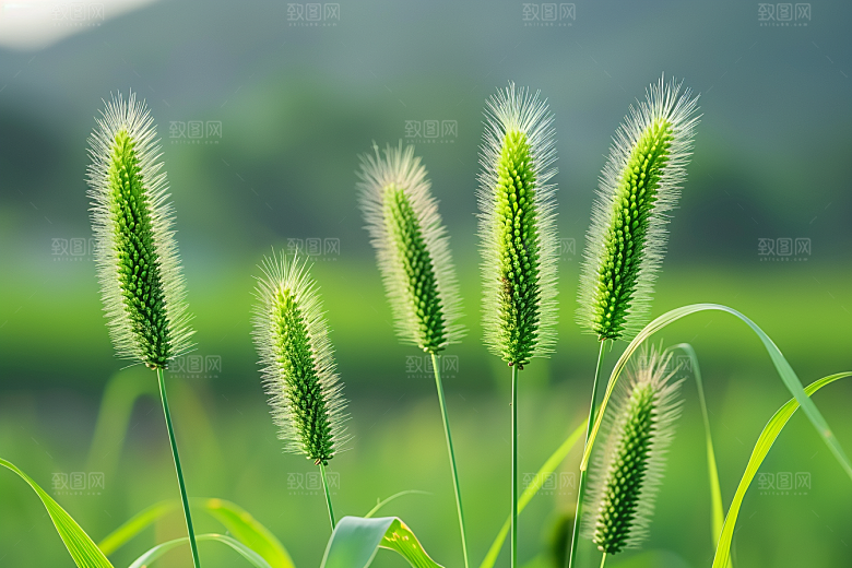 狗尾巴草草场草地摄影图