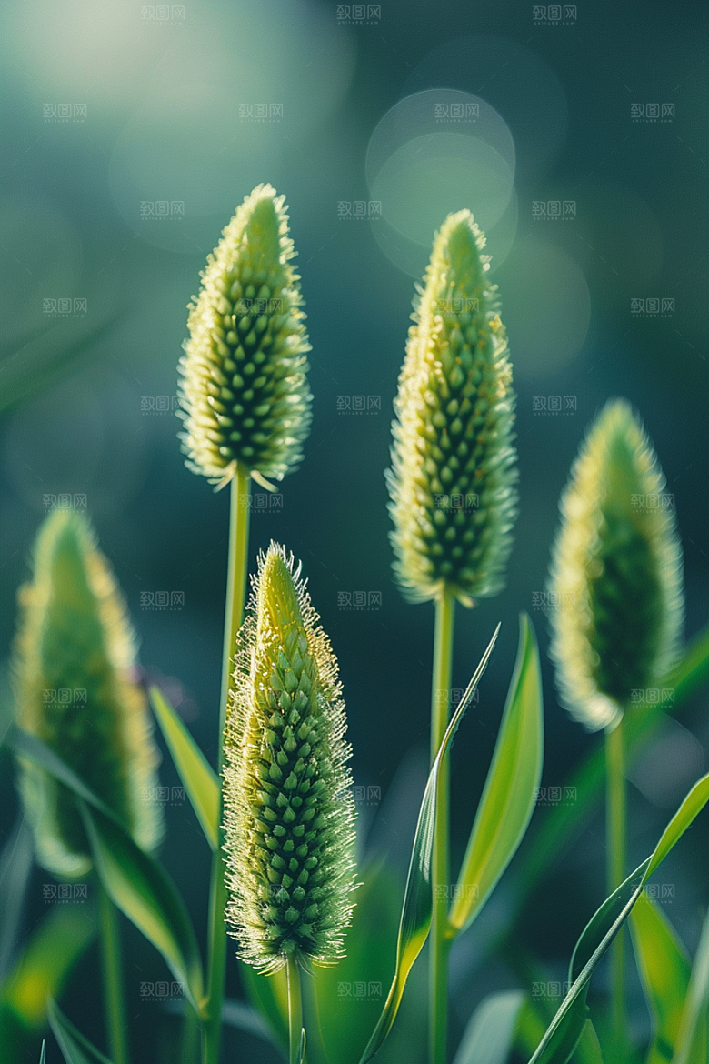 狗尾巴草夏季夏天摄影图