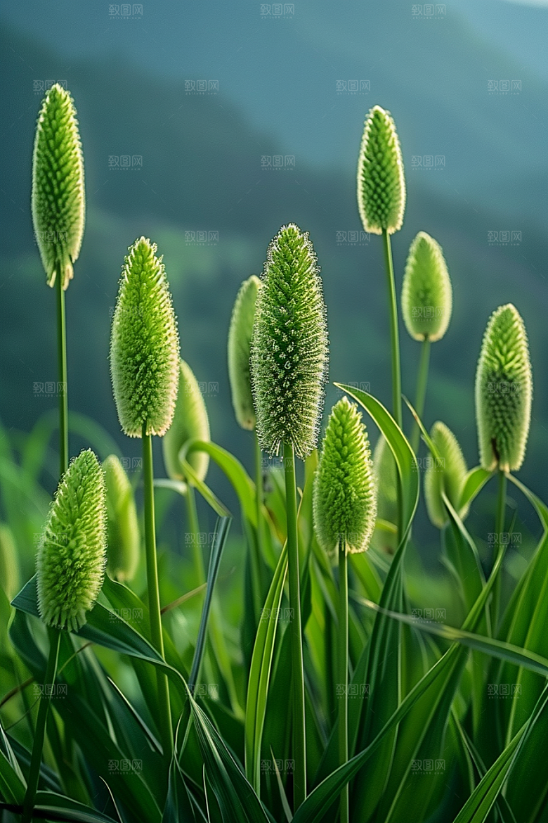 狗尾巴草草场草原摄影图
