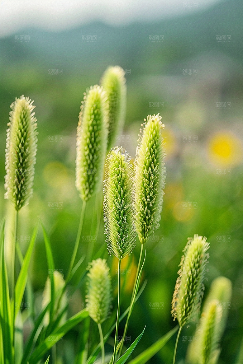 狗尾巴草绿草夏天摄影图