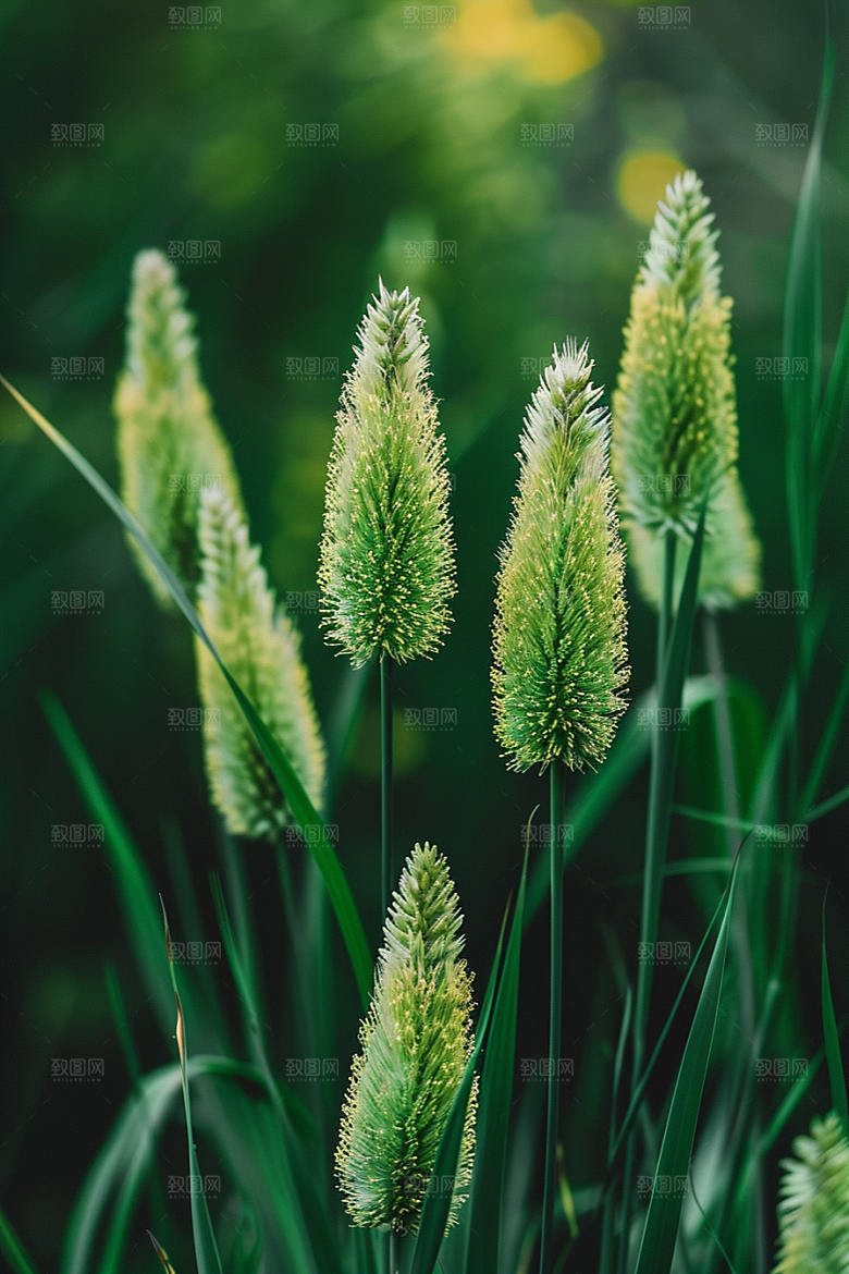 狗尾巴草草原绿草摄影图