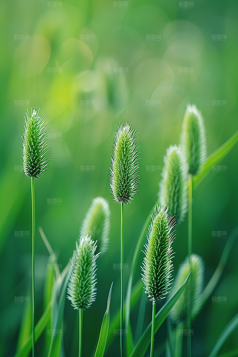 狗尾巴草草原青草摄影图