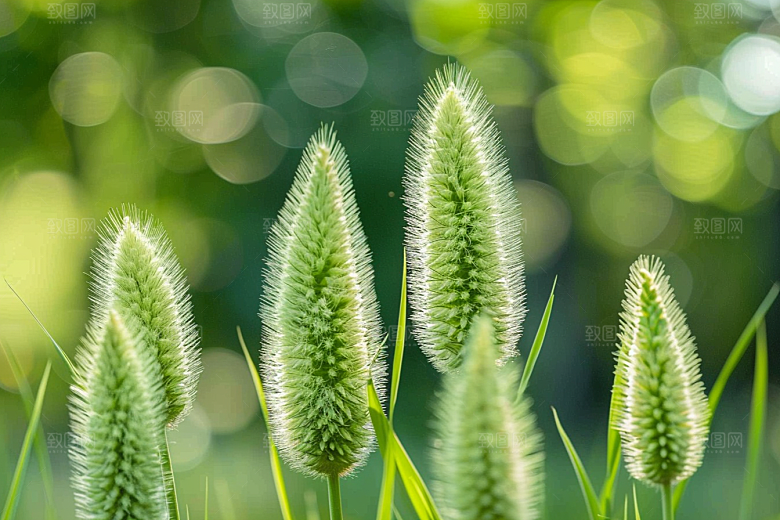 狗尾巴草夏季清新摄影图