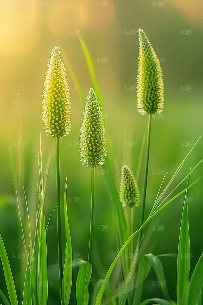 狗尾巴草草地田野摄影图