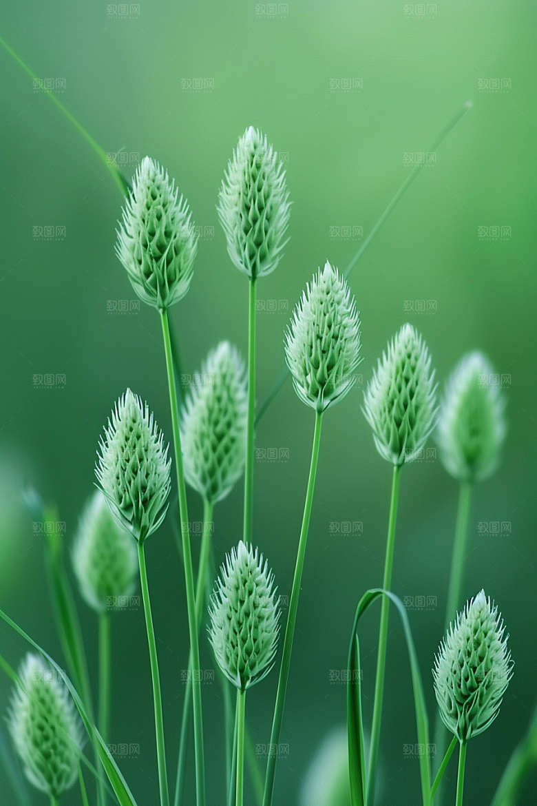 狗尾巴草绿草草地摄影图