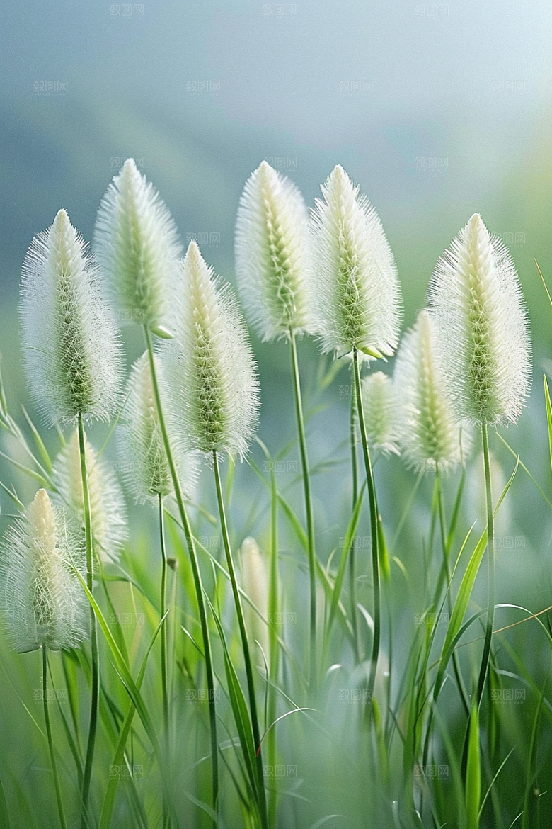 狗尾巴草自然绿草摄影图