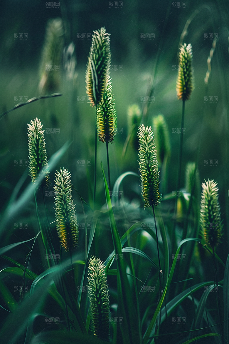 狗尾巴草绿草绿色摄影图