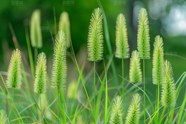 狗尾巴草夏季草地摄影图