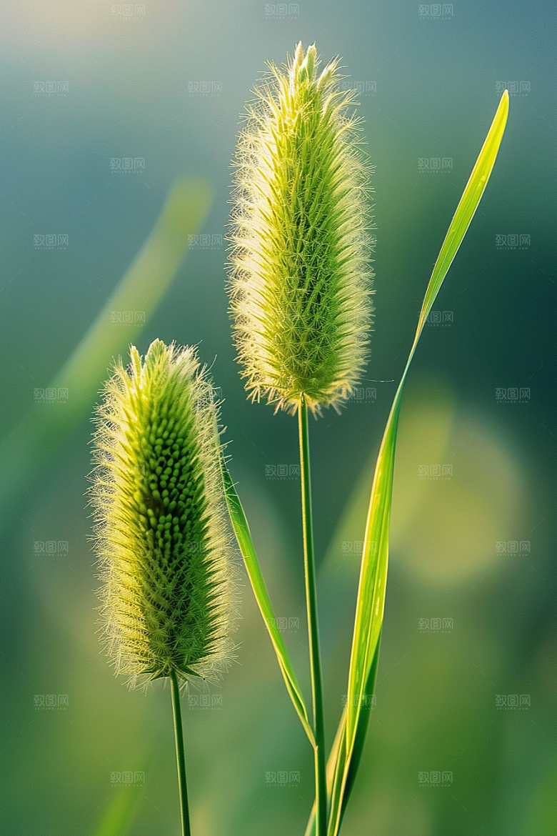 狗尾巴草夏季草原摄影图