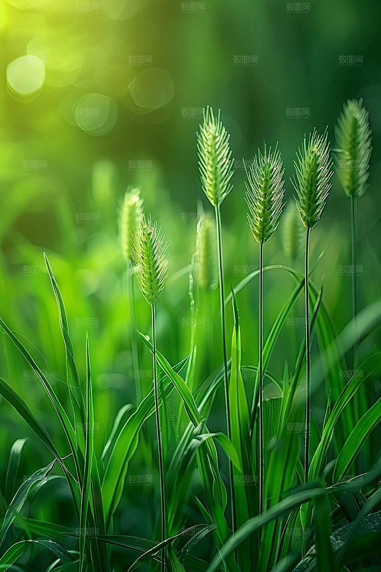 狗尾巴草田野夏天摄影图