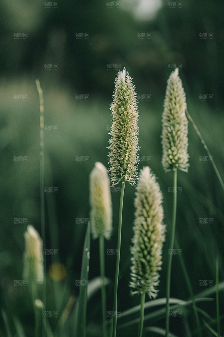 狗尾巴草青草自然摄影图