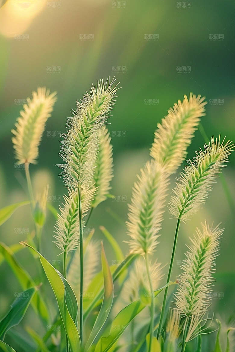 狗尾巴草夏天绿草摄影图