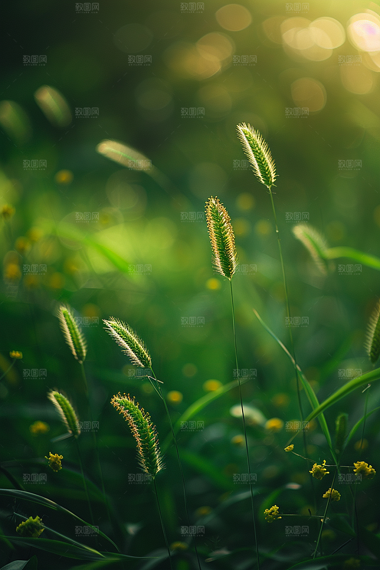 狗尾巴草夏天绿色摄影图
